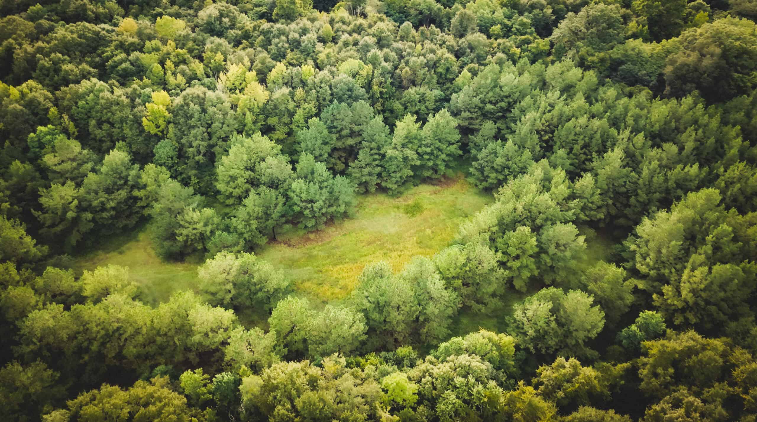 River Trails 127 | 127 Acres | Montezuma, GA